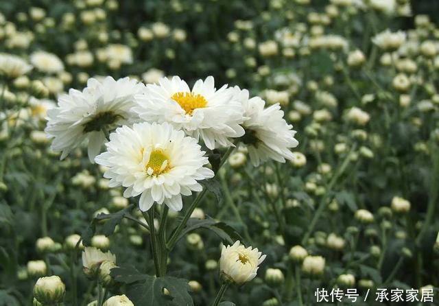 功效@养花就该养这几种,养花又能养自己,医生都推荐