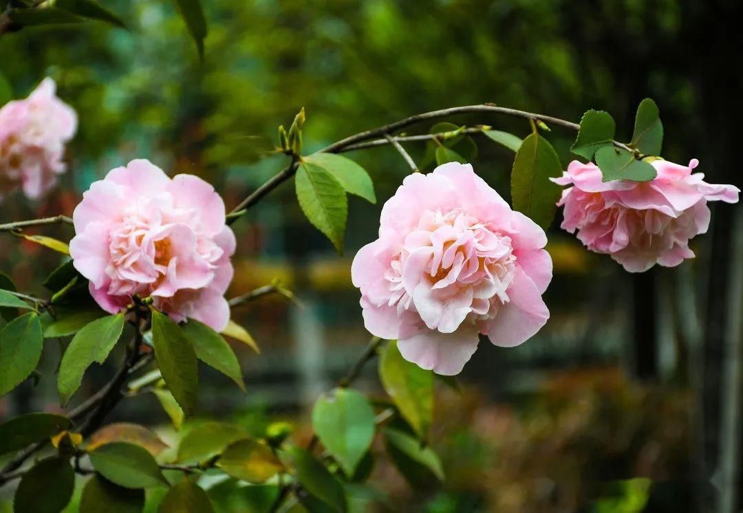  [樱花]美！湖口这里居然有十里樱花，你知道在哪吗？
