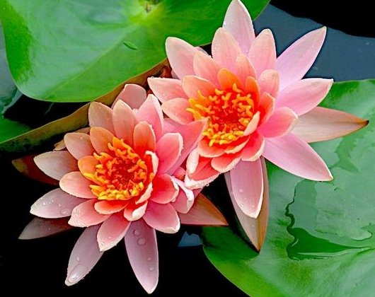 #美爆#喜欢养花,不如养盆朱顶红,花开清新高雅,花朵一簇一簇,美爆了