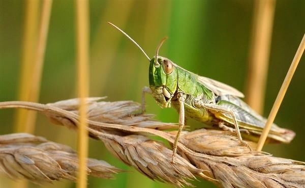  [中国]中国灭4000亿只蝗虫后这样用：很好很强大
