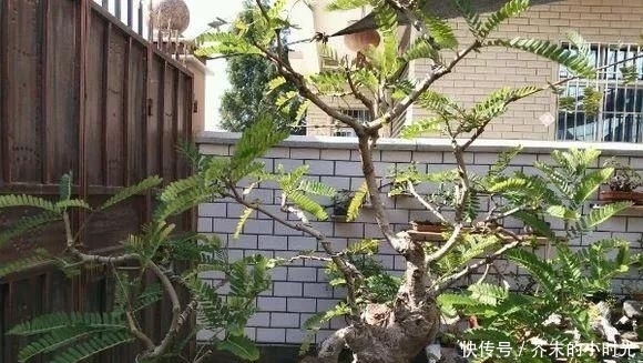 做成@路边的1种野果,人称“油金子”,味道酸甜,做成盆景价值高!