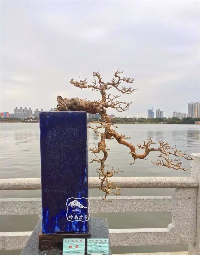 广州园艺博览会岭南盆景作品回顾
