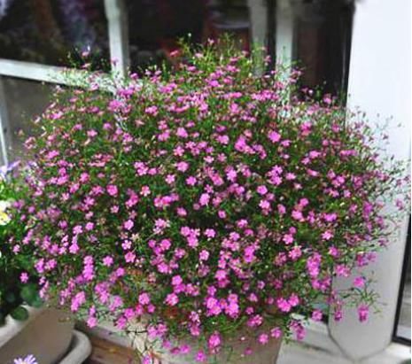 『家里』这种花卉几乎每天都开花,你再“懒”也能养活,一开花家里像春天