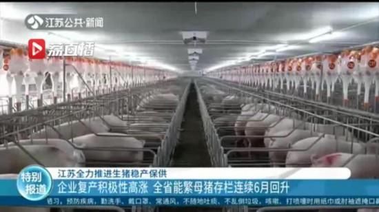 【母猪】江苏推进生猪稳产保供 能繁母猪存栏连续6月回升