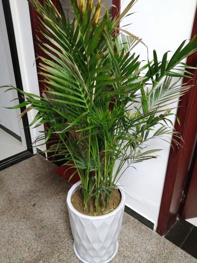  度过■最坚挺的植物就属散尾葵，一年四季不黄叶，给点水就绿得晃眼！