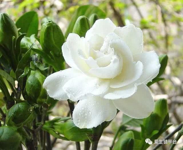  「栀子花」爱生链——很多人只知道栀子花太香，却不知道栀子浑身是宝！