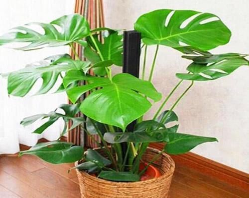  #植物#还在养绿萝？这“2种”植物养客厅，既能“吸甲醛”又能助睡眠！