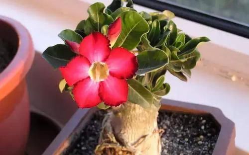 「发财树」8种四季常绿的植物,出差一个月回来还长得很好