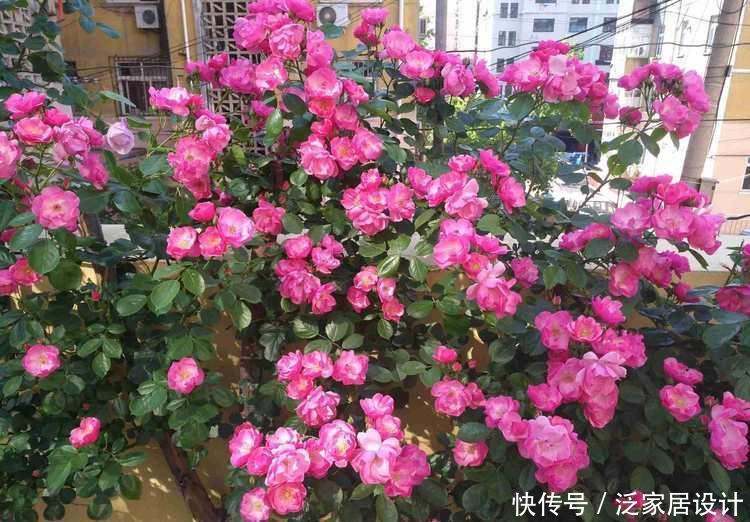 一款很耐寒的爬藤植物,北方也能种,全年开花,能给你一片花海!