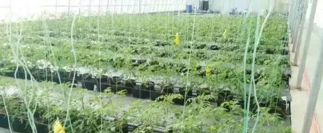  #大棚#一亩地的蔬菜大棚能有多少利润？农业大棚种植什么最赚钱？