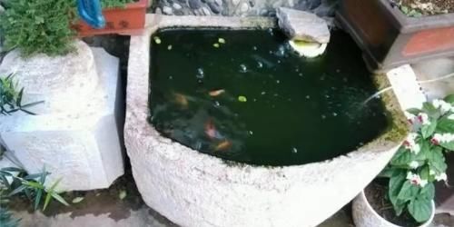  患病■能够导致金鱼患病的八大因素，唯有一点，需要格外仔细对待