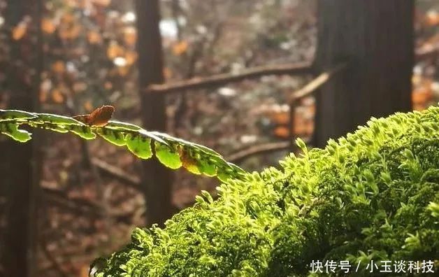  裸根能放■兰花种植没植料，裸根能放几天？细节决定成活