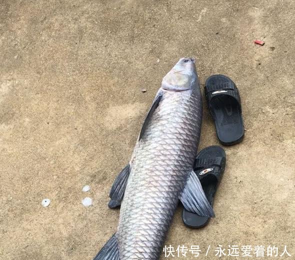 『想想』钓鱼几年从没钓到过大的认真想想,这些细节你是否从没注意过!