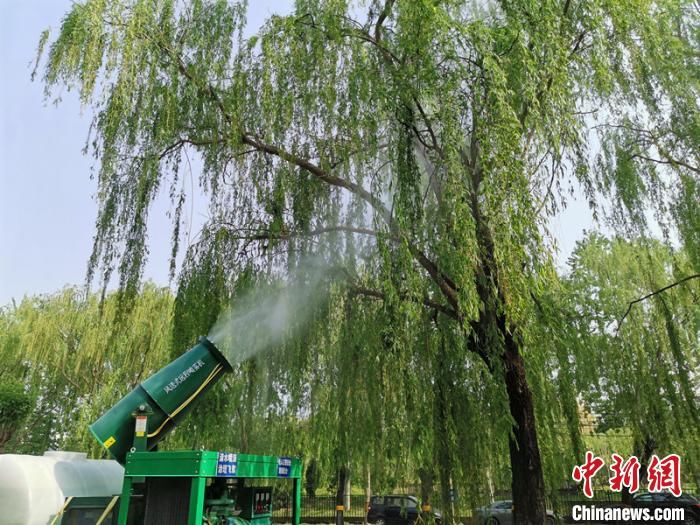 『重点区域』北京加大飞絮治理力度 每日巡查近500处飞絮易发区