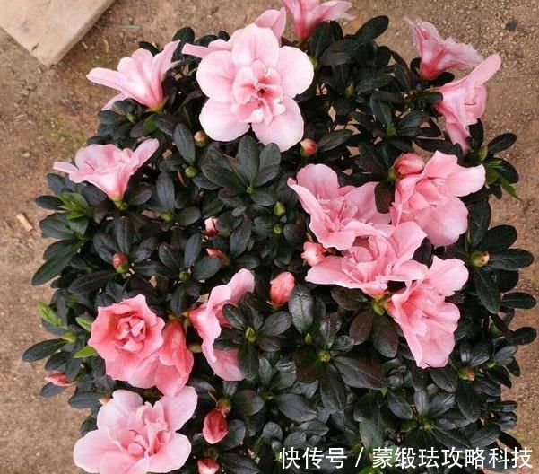 「肥料」在家该如何养殖杜鹃花?弄清楚4方面需求,花谢还能再开一波
