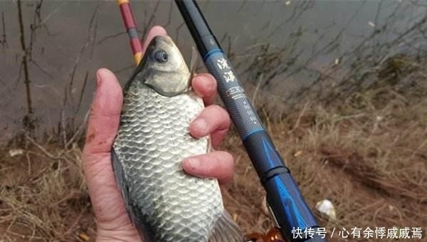 夏季|夏季钓鲫鱼:哪些时间段难钓,有什么原因吗?