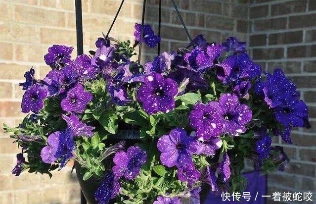 「顽强」春季家里养什么花?“4类花”,顽强好养,长势喜人,漂亮精神