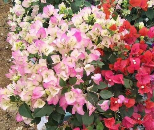  #便宜#春天养花，不妨养这四款花，便宜又好养，花开美观又大气