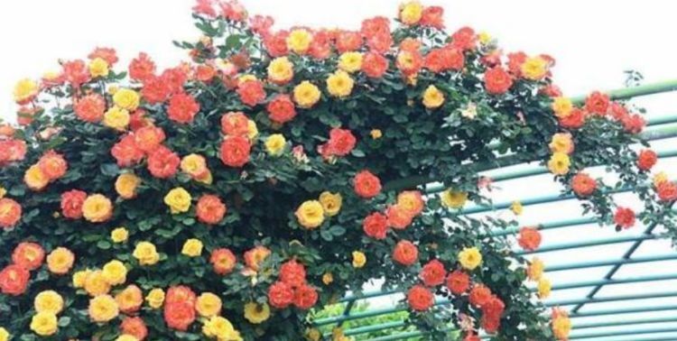 「芳香」芳香四溢的几种花,家里阳台养几盆,让你的心情愉悦一整天!