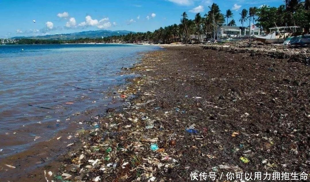 长滩潜水遭遇反胃一幕，濒危绿海龟竟在水下排污管觅食