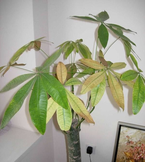  「发财树」这6种花，烂根先别扔，这样砍枝剥皮用水洗，15天长出新根侧芽