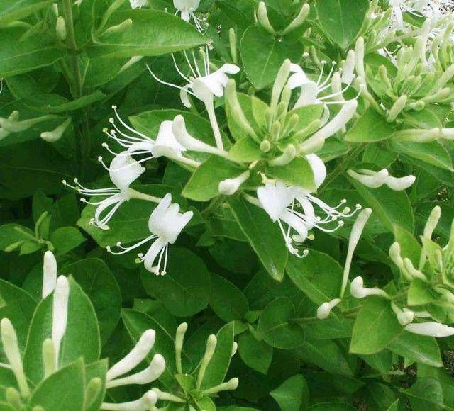  『金银花』金银花好养吗？金银花养护技巧有哪些？