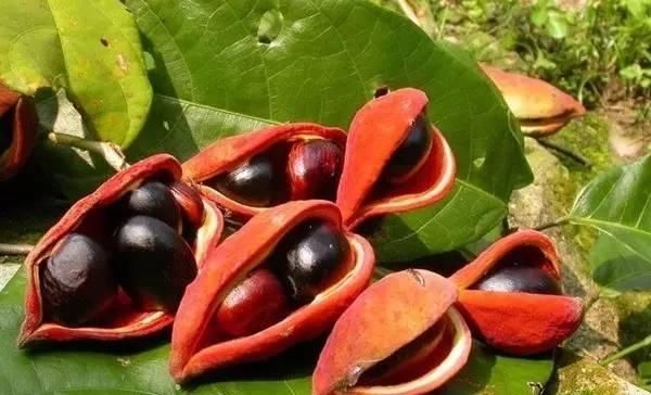  【板栗】被称为“树上花生”，看着却像板栗，农村没人吃，城里