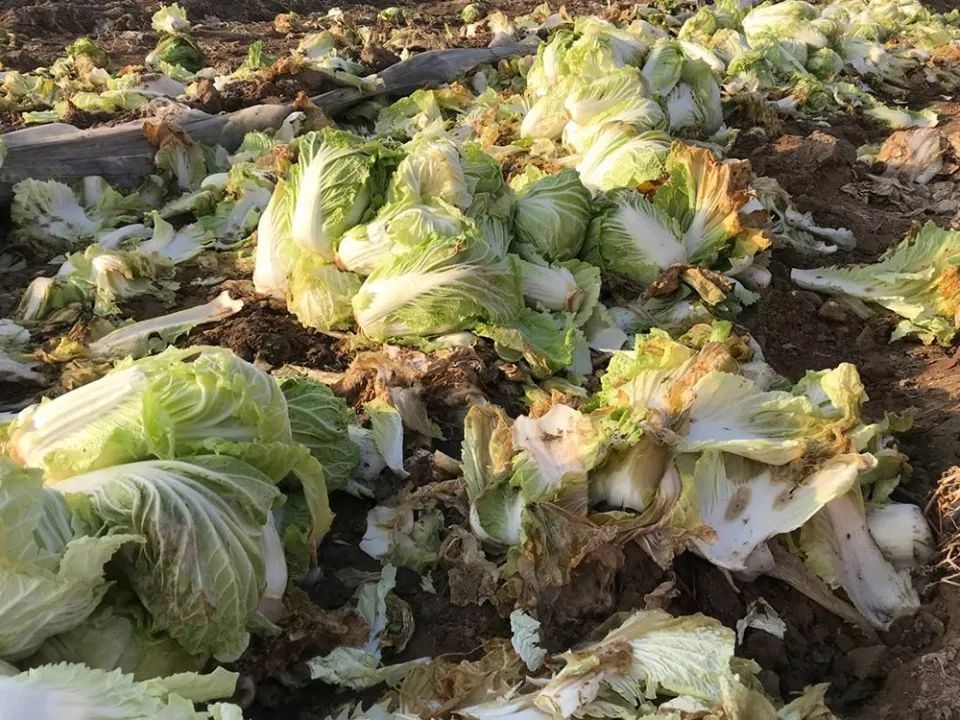  【我国】我国收购价1毛一斤，韩国却猛涨到30元一斤，农民的机会