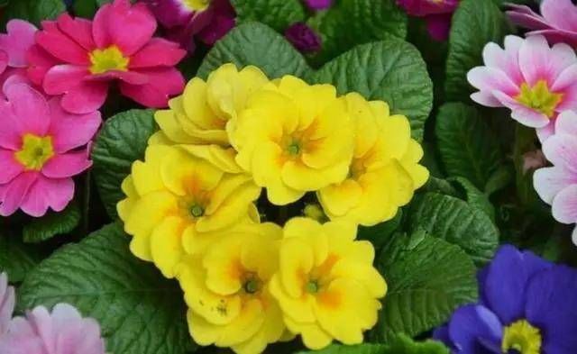  『玫瑰』天气暖和养这种花，价格便宜，比玫瑰还好看，花期能开达大半年