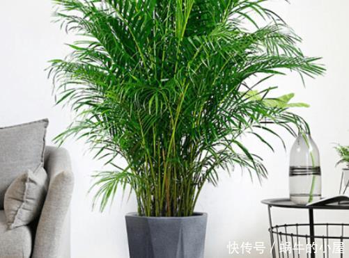 「琴叶榕」当下最流行的“网红”绿植,只需1盆,可使你家格调提升8倍!