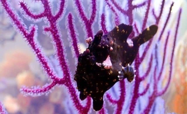  「喂食」传统海缸玩腻了？敢试试这个无光照海缸吗！