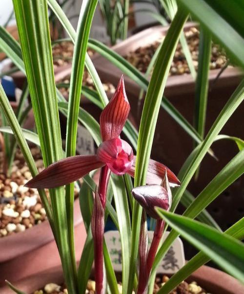 迷人|难得一求的兰花，色花中的另类绝品，花色变幻无常，香艳迷人