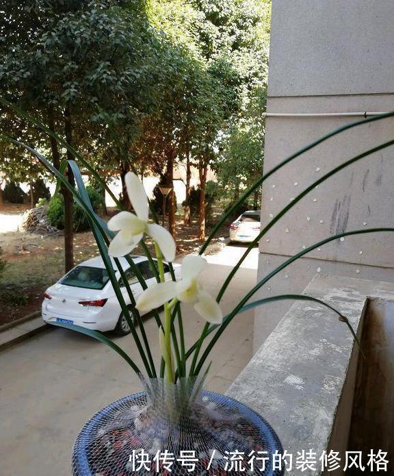 名品|它是莲瓣兰素花中的名品,开花如同仙女一般,清新脱俗,洁白无暇