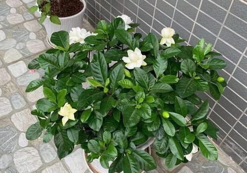  养护时@3种花，每月喝点醋，7天黄叶变绿，开花娇滴滴，堪比神仙水