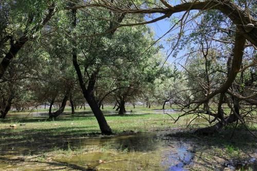 这个被中国“感动”而形成的6000亩湖泊，正在助力治沙，效果显著