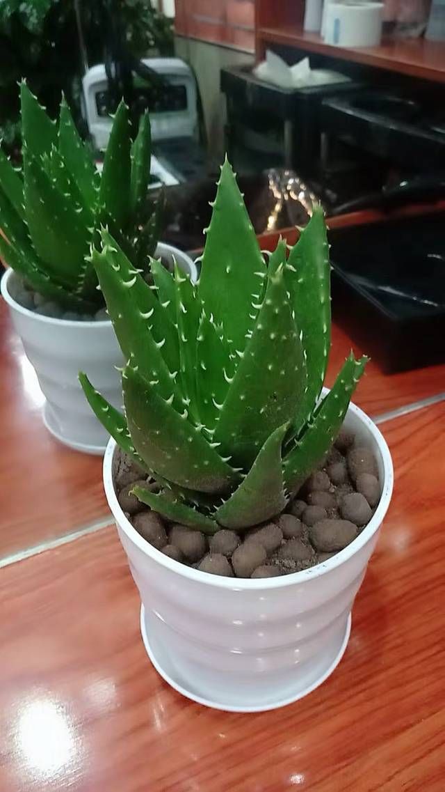  浇水■芦荟怎么养？芦荟养殖方法