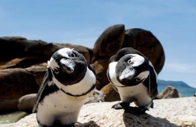 非洲最发达的国家，一个国家三个首都，被誉为彩虹之国，还有企鹅