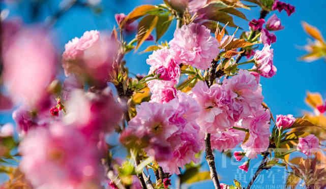  『樱花』遇见樱花盛开的美丽，春天里娇艳迷人的花朵