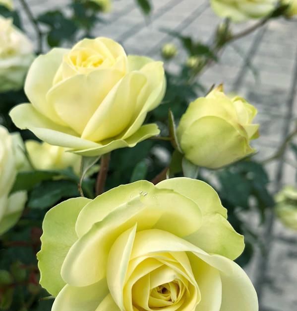  『洒脱』喜欢菊花，不如养盆“菊中稀品”盘龙金紫，飘逸洒脱，刚劲有力！