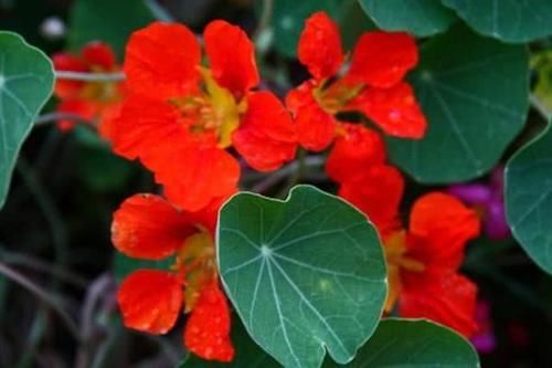  【炒菜】家里有这5种花，不仅能赏花，还能用来炒菜吃！