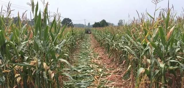  「玉米」刚在老家地里看到的画面，是谁的爹娘？很多人看完湿了