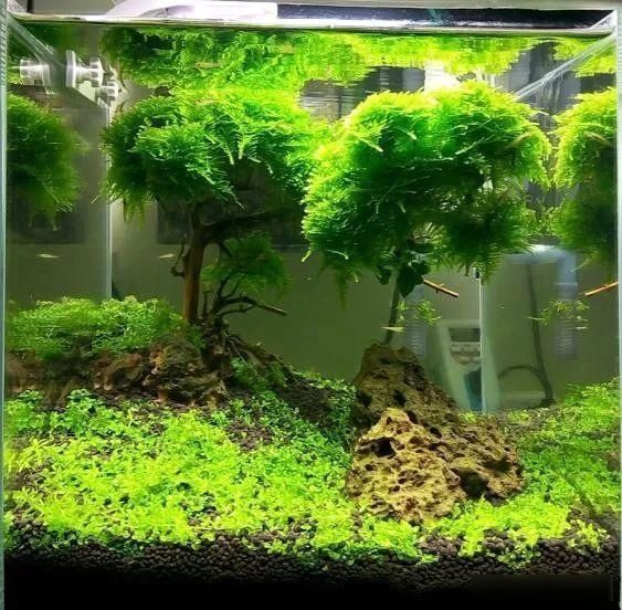  「养草」从养鱼到养草，从雨林缸到水陆缸 | 10年水族之路