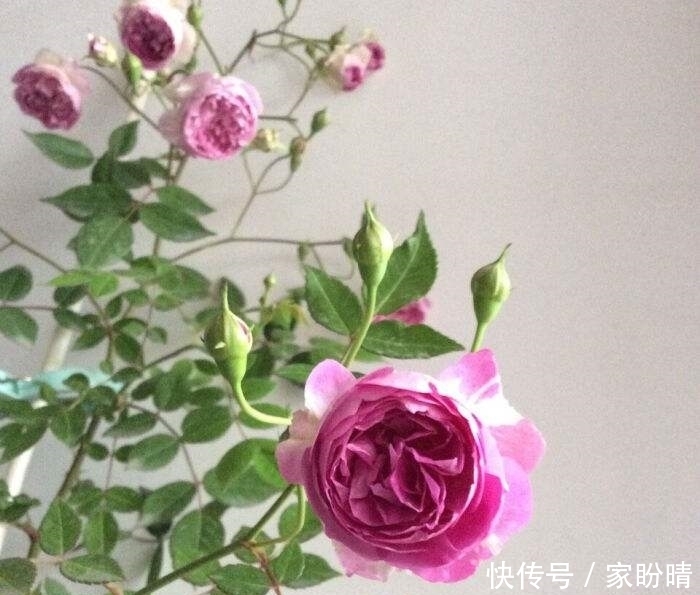  「有花赏」小阳台就养微月“四剑客”，只需养一盆，天天有花赏