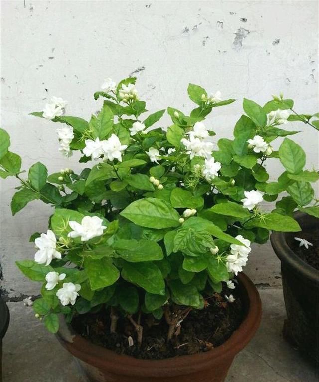  #栀子花#太聪明了！开春养了这几种花，满屋子花香太享受了