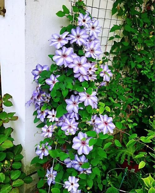  『三角梅』有院子的话，一定养这花，开花大又香！