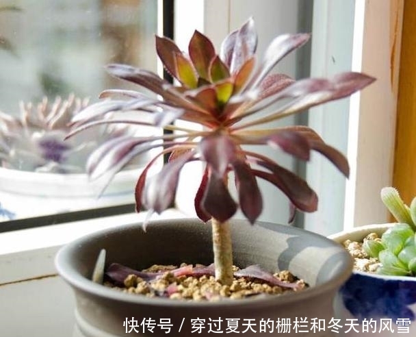  [摸清]养多肉，该不该用磷酸二氢钾？摸清3点，做出正确选择不难