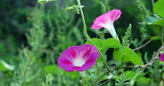  『耐晒』夏天到了,养1棵这个“开花机器”,耐晒生长快,开花不断
