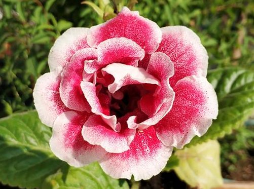 「艳丽」家养这5款小花,美丽又易种,花色高贵艳丽,花朵鲜艳又稠密,美