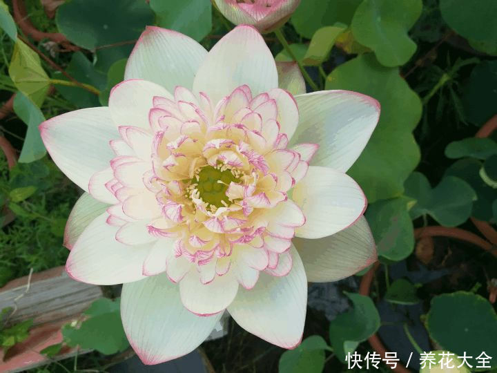 这3种花,家里要是有1棵,给多少钱都不卖!