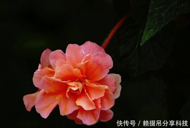  漂亮■室内养花就养盆它，开花漂亮好养易活，不用操心也爆盆，谁养谁爱